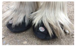 Connie challice draft horse feathers BFB Hoof Boot Cavallo