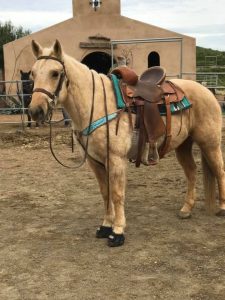 Deana Womack - Navicular syndrom,e hoof disease - Cavallo Hoof Boots