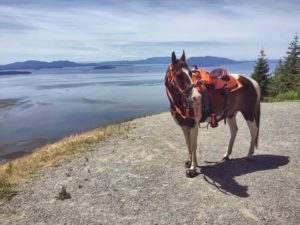 Horse in Cavallo Trek Hoof Boots