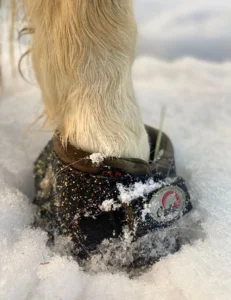 CLB-mini-horse-hoof-boot-in-ice-_-snow-horse-_-rider