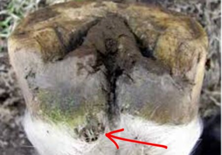 Hoof Abcess Photo with Arrow to drained area