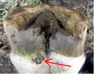 Hoof Abcess Photo with Arrow to drained area