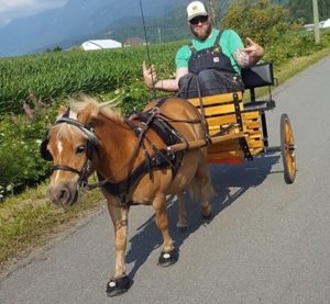 Cavallo CLB Hoof Boots driving cart miniature horse asphalt