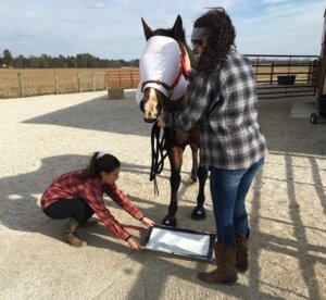 Western Kentucky University Hoof Boot Study - Cavallo (2)