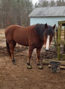 White Line Disease cured Cavallo Trek hoof boots