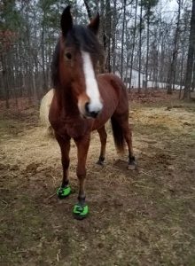 Trek Green horse Hoof Boots - White Line disease seedy toe