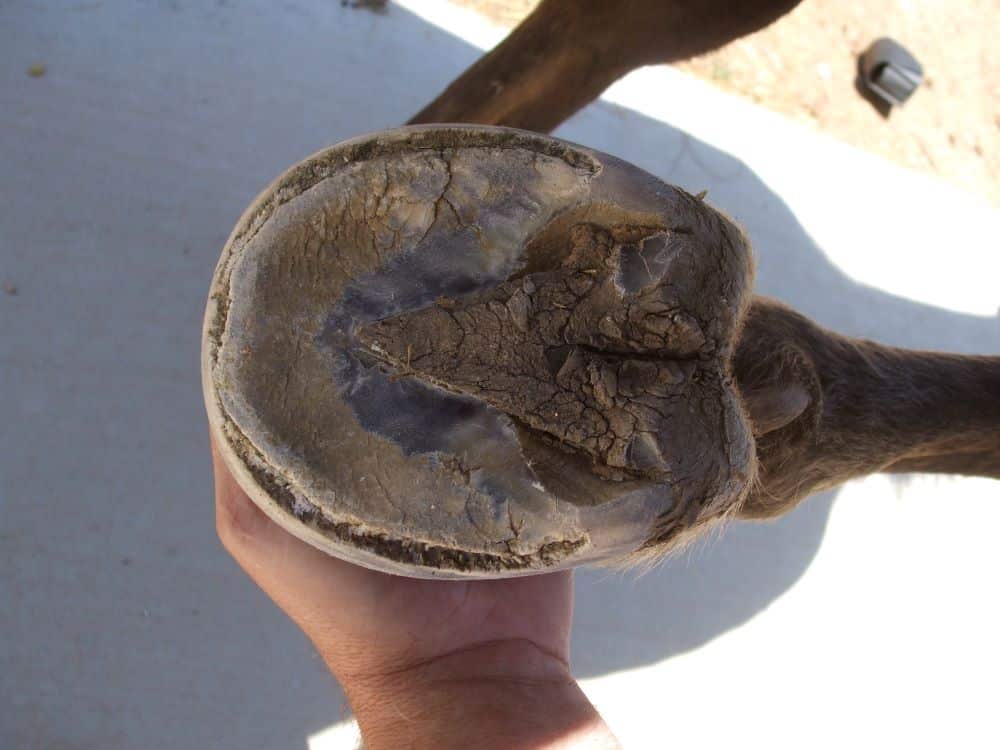 A horse’s hoof affected by white line disease