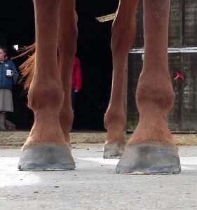 dorsol pigeon toe horse Aimee Curnow - Racehorse Relief Equine Podiatrist UK