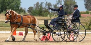 Cavallo Trek Hoof Boots Horse Driving carriage