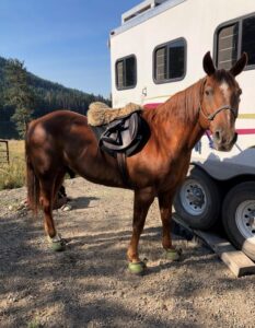 Older senior horse revived with Cavallo Trek Hoof Boots
