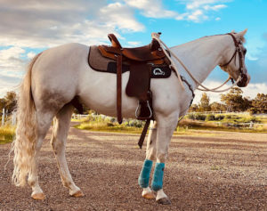 Cavallo Saddle Pad Review