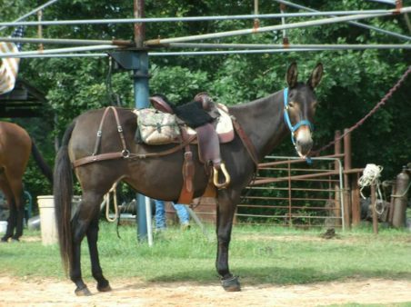 Meredith Andrews - Mule in Cavallo Hoof Boots