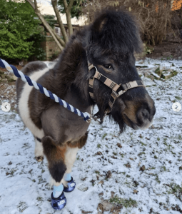 Tigger - Older senior mini horse in Cavallo CLB Boots