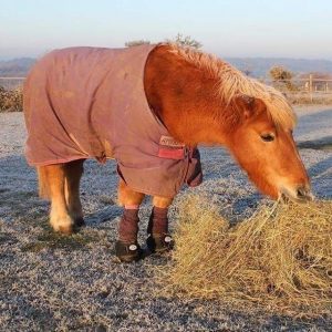 Dolly - The Laminitis Site UK in Cavallo Trek Boots for Laminitis