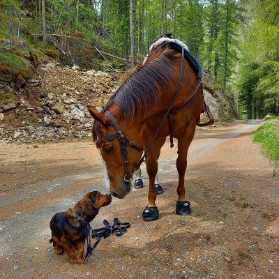 Black Cavallo Trek Horse Hoof Boots
