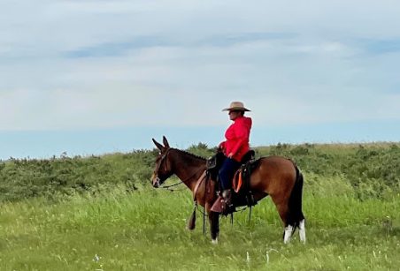 Jane McKay - Mule in Cavallo Hoof Bo