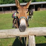 Margie Johnson Mule - Cavallo Hoof boots Review
