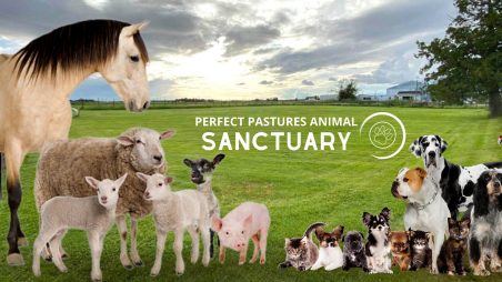 Perfect Pastures Animal Sanctuary BC