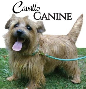 Canine Dog Products - Cavallo Hoof Boots