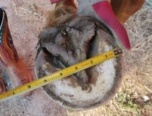 How to measure Cavallo Hoof Boots