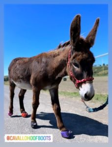 Burro Donkey wearing new LEB Long ear Hoof Boots by Cavallo