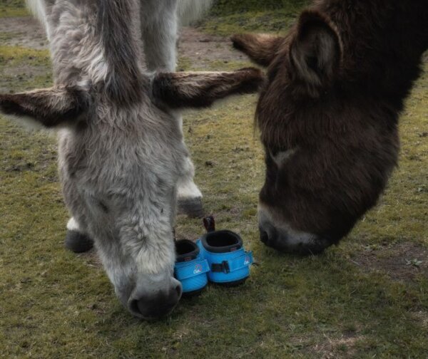 Donkeys checking out Cavallo LEB Donkey hoof boot LR