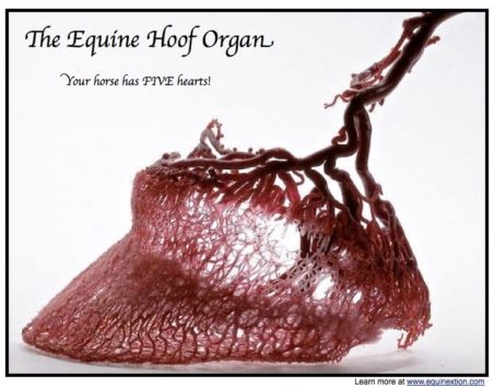 The equine hoof organ