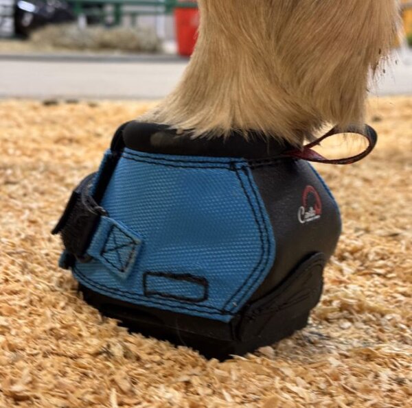 Cavallo Turquoise LEB donkey hoof boot on hoof side back view
