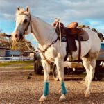 Cavallo Hoof Boots Saddle Pad