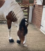 Cavallo Hoof Boots help horse with Laminitis