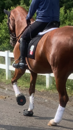 Cavallo Boots for Jacqueline Brooks Olympic Canadian Dressage Team