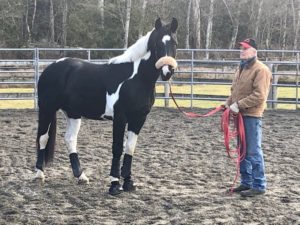 Noni Harveston new horse for Paralympics