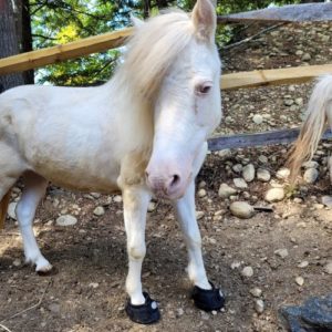 Cavallo Hoof Boots for rescue mini horse - Gerda's Equine Rescue