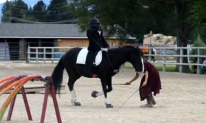 Mustang competing in Cavallo Hoof Boots