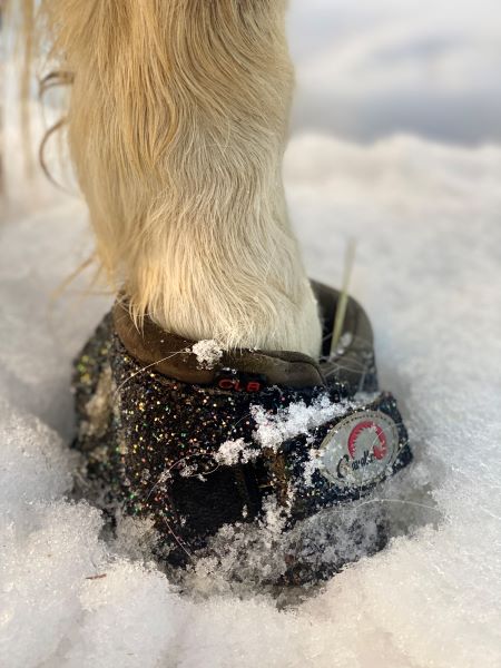 CLB mini horse Bling Hoof Boots in snow for Laminitis