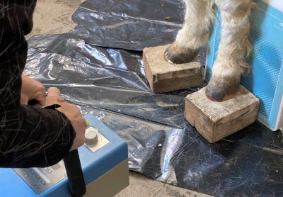 Romeo mini horse getting Laminitis X-rays