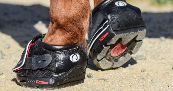 Horse using Cavallo Boots for the first time