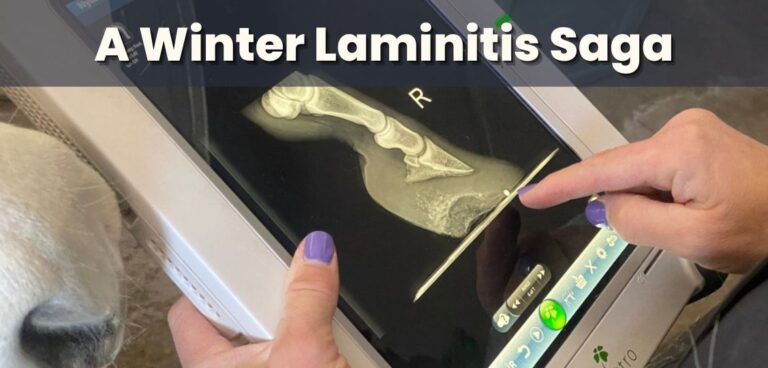 Winter Laminitis helped by hoof boots