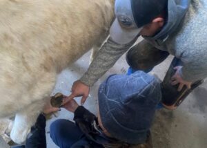 Veterinarian and Trimmer working together for Pony with Laminitis