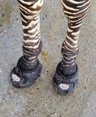 Zebra wearing Cavallo CLB Bling Hoof Boots