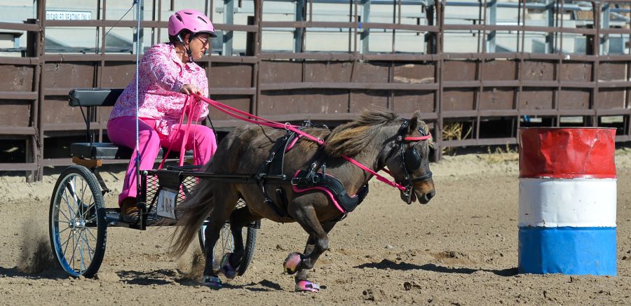 Mini horse driving with Cavallo CLB Pink Hoof Boots