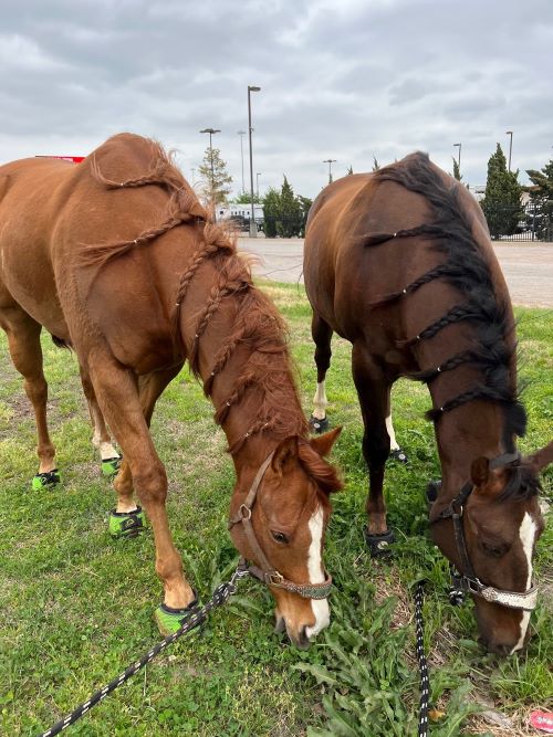 Susie Busse Barrel Racer - Horses wearing Cavallo Trek Boots