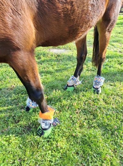 Fitting Cavallo horse hoof boots