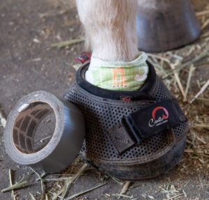 Hoof rehabilitation wrapping with Cavallo Boots