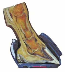 Cross-section of hoof in Cavallo Hoof Boot