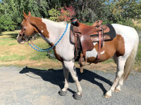 Cavallo Hoof Boots help Navicular Horse