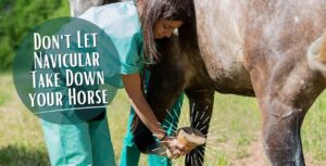 Using Cavallo Hoof Boots to manage Navicular Disease