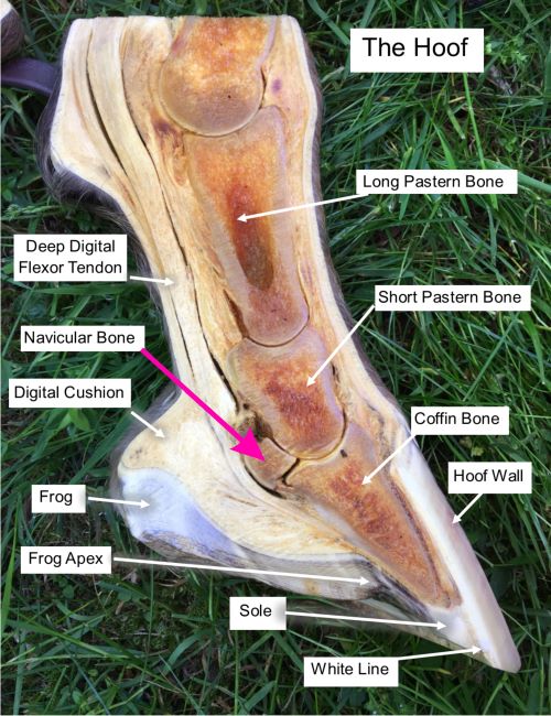 Cross section of hoof showing Navicular bone