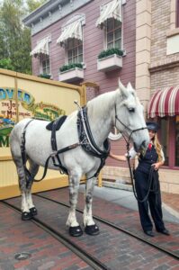 Disneyland horse wearing Cavallo Hoof Boots