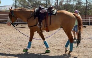 Horse with thin soles finds relief with Cavallo Hoof Boots